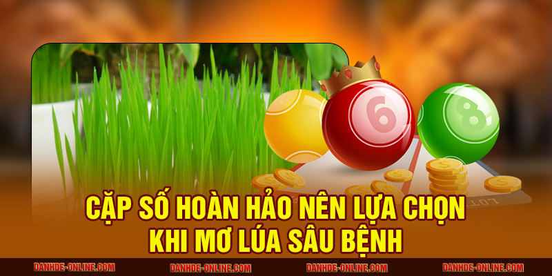 Cặp số hoàn hảo nên lựa chọn khi mơ lúa sâu bệnh 