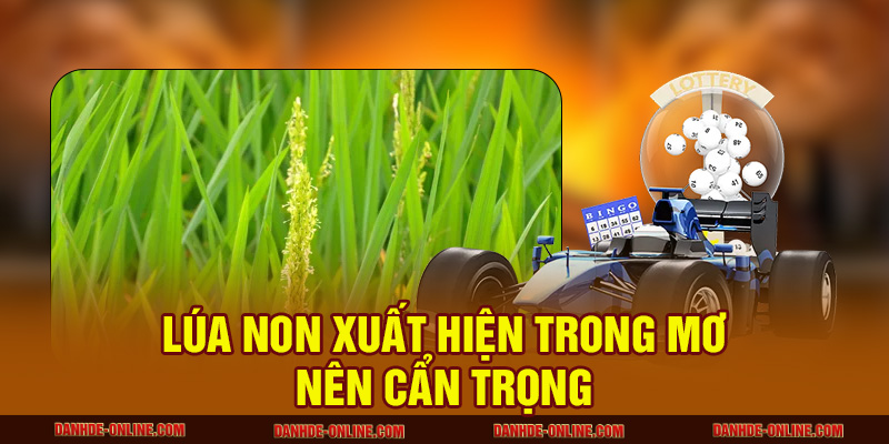 Lúa non xuất hiện trong mơ nên cẩn trọng 